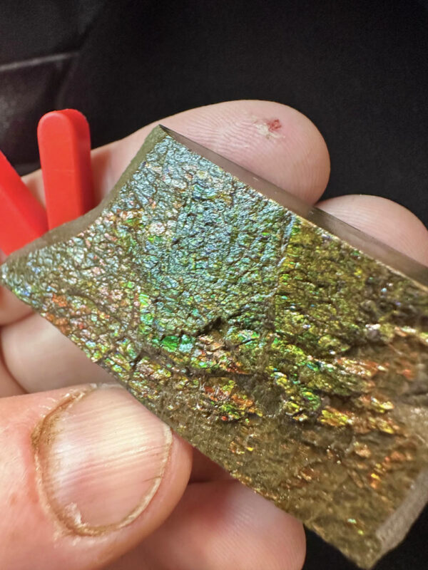 Ammolite Specimen - Small N