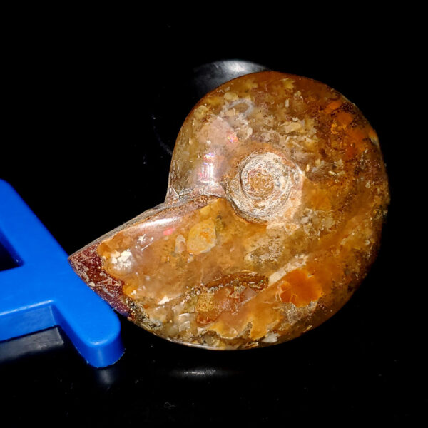 Ammolite Ammonite Specimen A