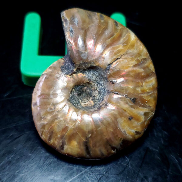 Ammolite Ammonite Specimen E