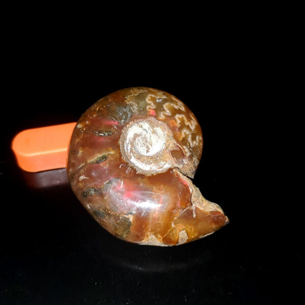 Ammolite Ammonite Specimen I