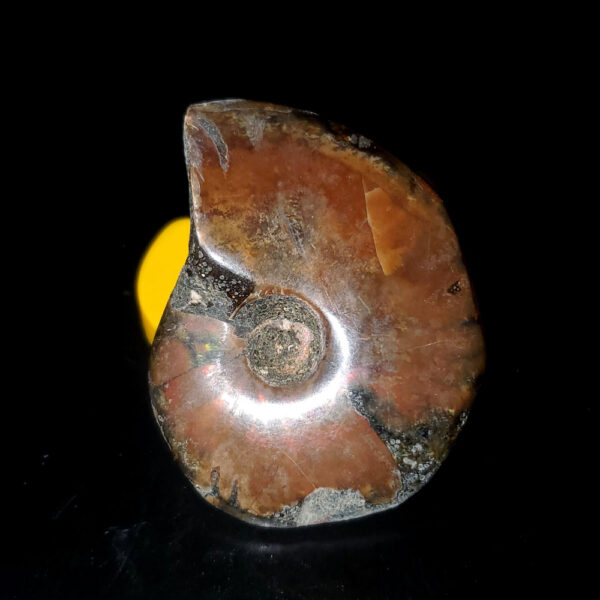 Ammolite Ammonite Specimen J