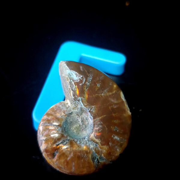 Ammolite Ammonite Specimen F