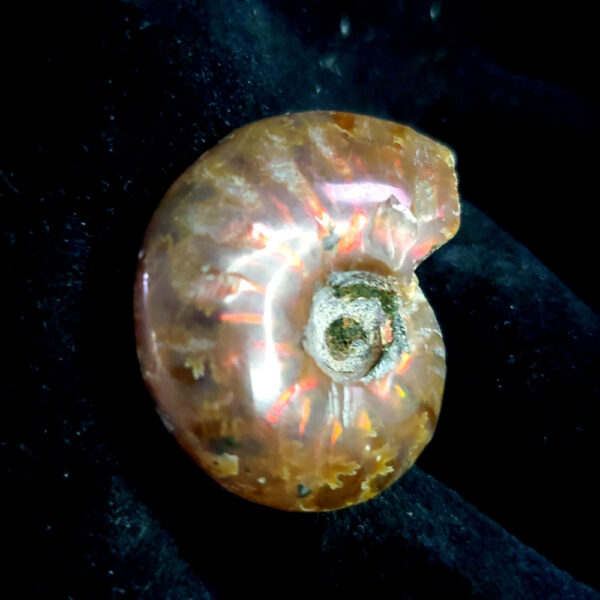 Ammolite Ammonite Specimen C