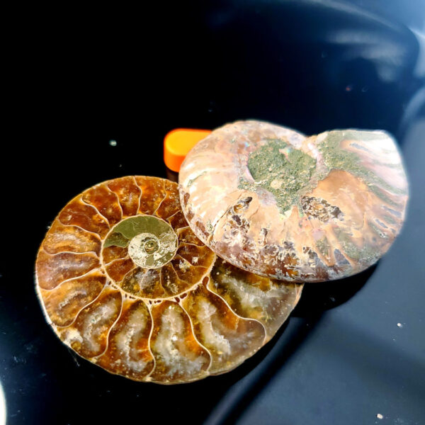 Ammolite Ammonite Halves