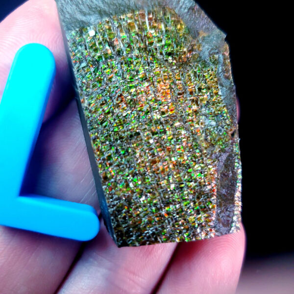 Ammolite Specimen - Small L