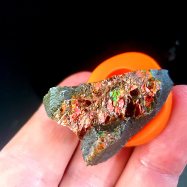 Ammolite Specimen - Small O