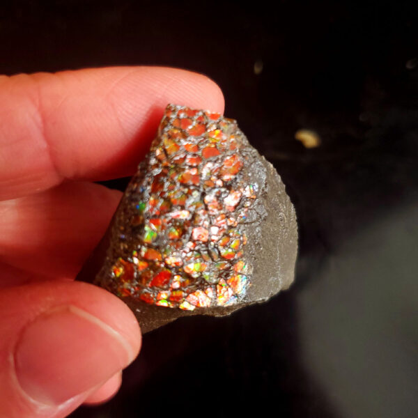 Ammolite Specimen - Small I