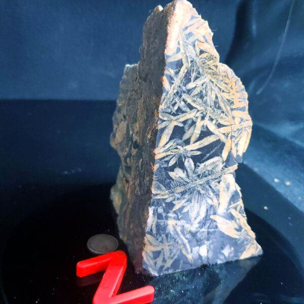 Pinolite - Specimen Z