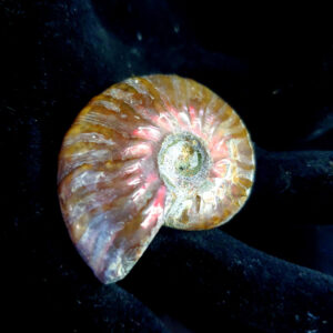 Ammolite Ammonites