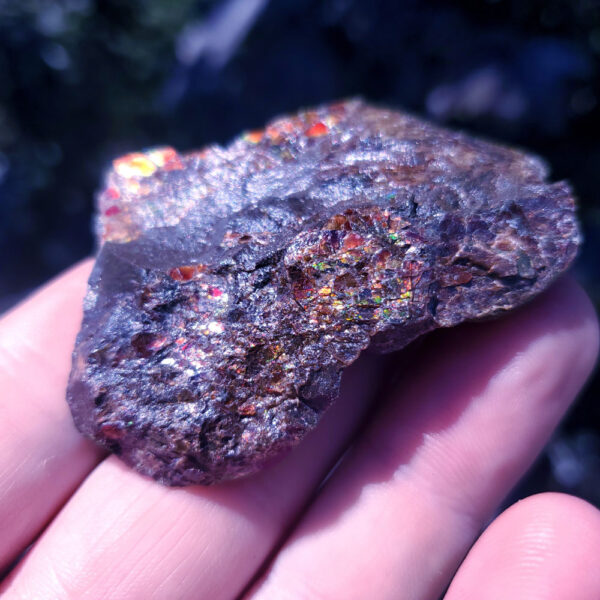 Ammolite Specimen - Small V