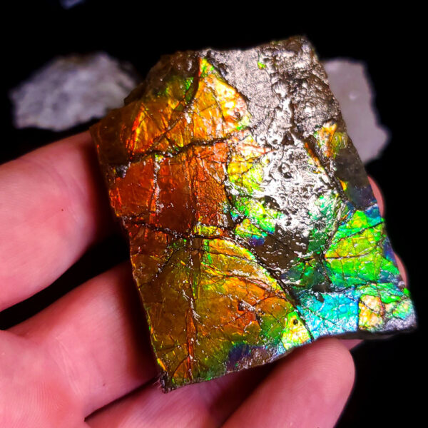 Ammolite Specimen H