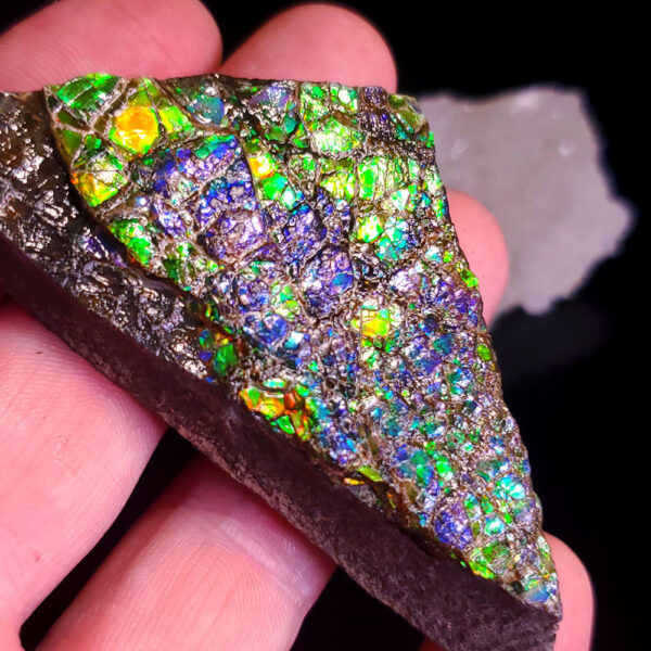 Ammolite Specimen J