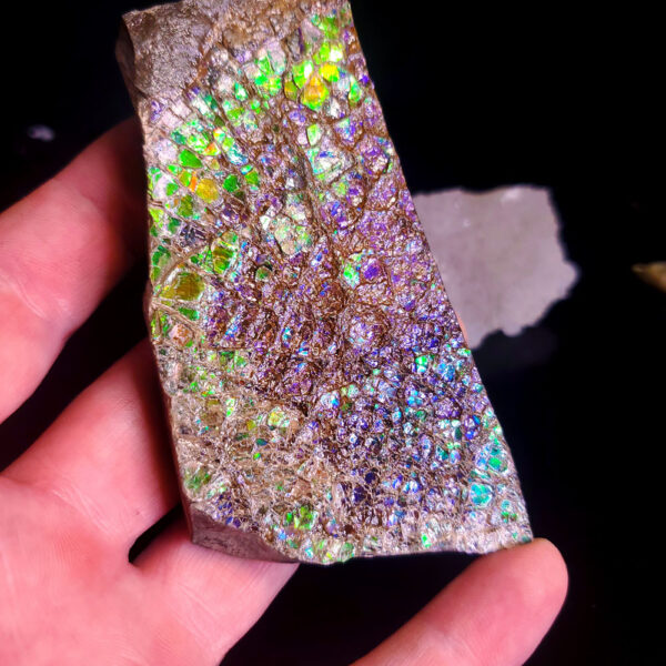 Ammolite Specimen K