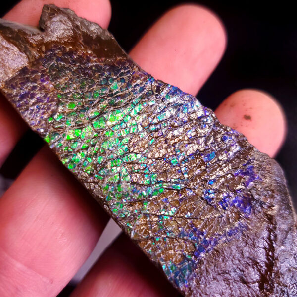 Ammolite Specimen G