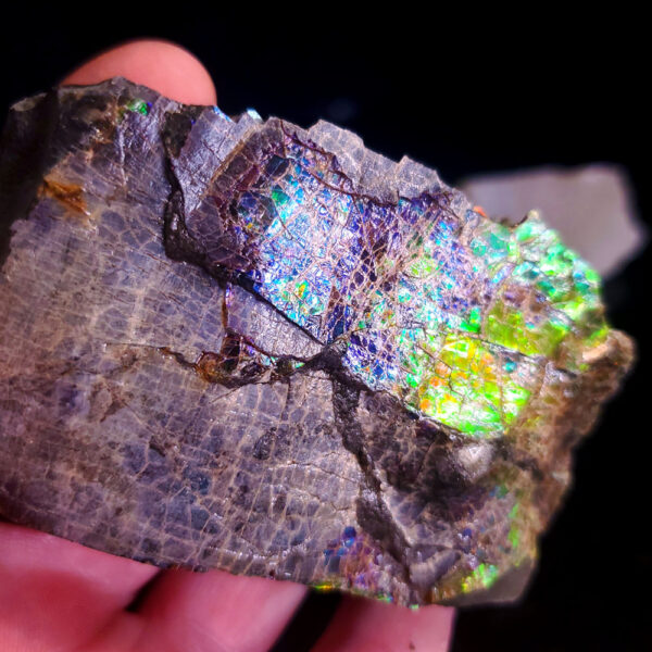 Ammolite Specimen F