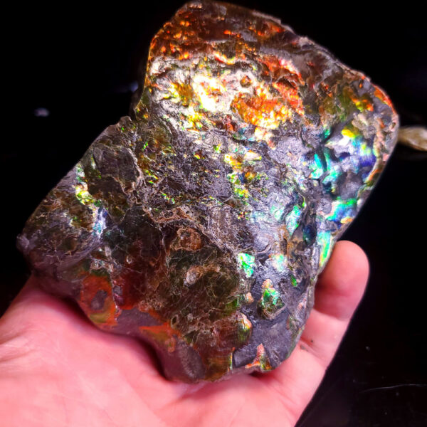 Ammolite Specimen D