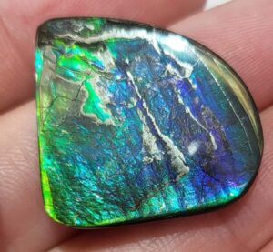 Ammolite Specimens