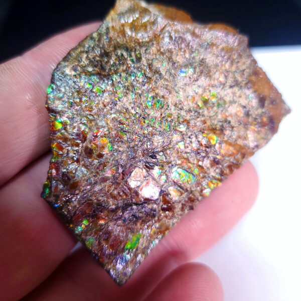 Ammolite Specimen - Small P