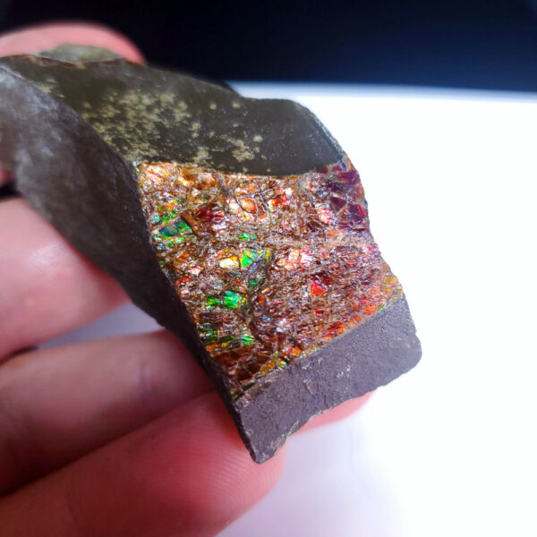 Ammolite Specimen - Small C