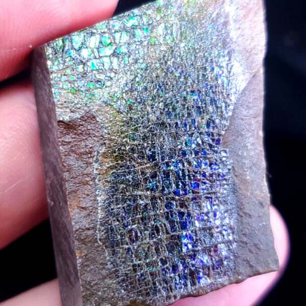 Ammolite Specimen - Small B