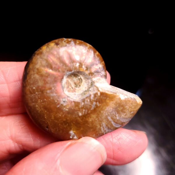 Ammolite Ammonite Specimen B