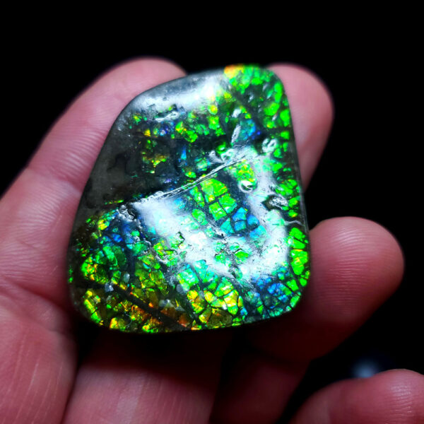 Ammolite Specimen