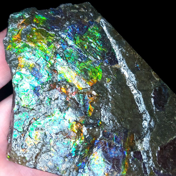 Ammolite Specimen E