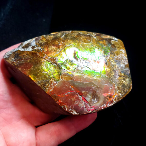 Ammolite Specimen B