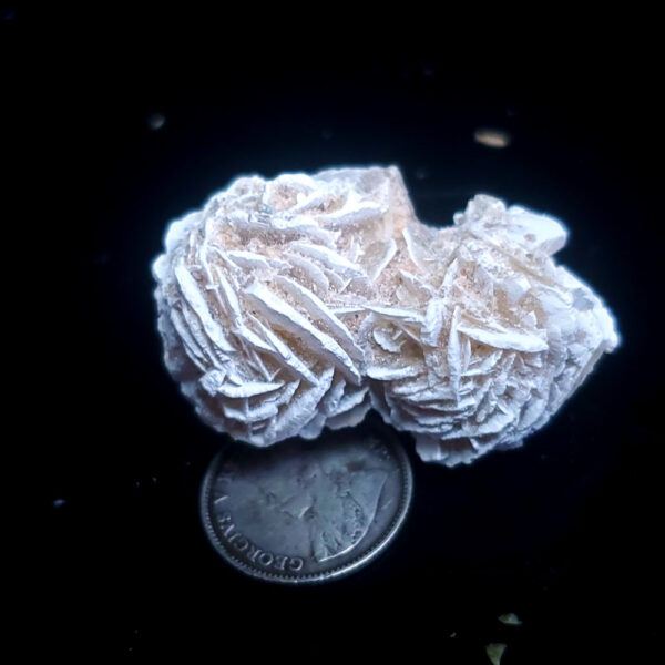 Double Desert Rose 11g