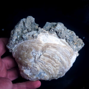 Fort Drum fossilized clams