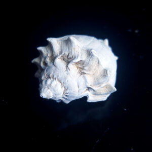 Fort Drum fossilized shells