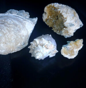 Fort Drum Crystal Mine and Fossilized Clam Shells