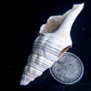 Fossilized Shell F
