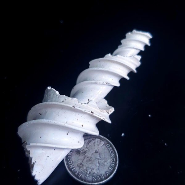 Fossilized Shell G – Dan Hurd Prospecting