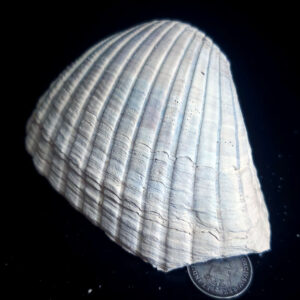 Fossilized Shell H