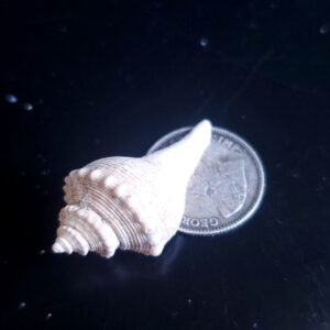 Fossilized Shell P