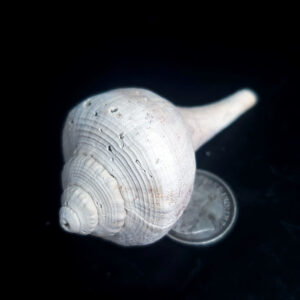 Fossilized Shell Q