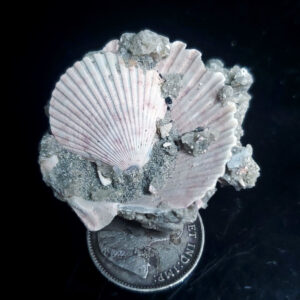Fossilized Shell S