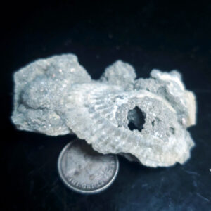 Fossilized Shell V