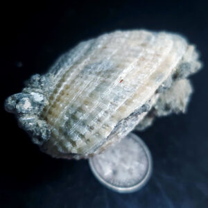 Fossilized Shell Y