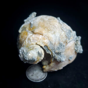 Fossilized Shell Z