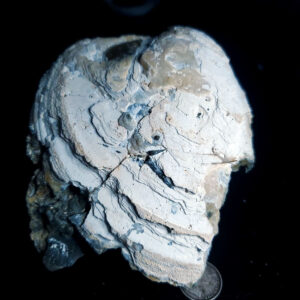 UV Reactive Fossilized Clamshell specimen B