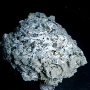 UV Reactive Fossilized Clamshell specimen D