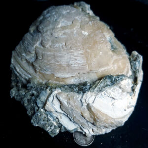 UV Reactive Fossilized Clamshell specimen E