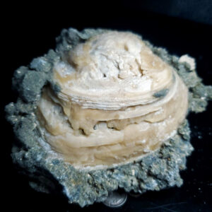 UV Reactive Fossilized Clamshell specimen I