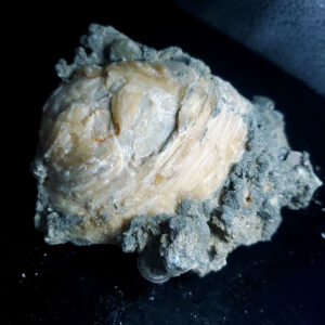 UV Reactive Fossilized Clamshell specimen J