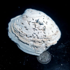 UV Reactive Fossilized Clamshell specimen O