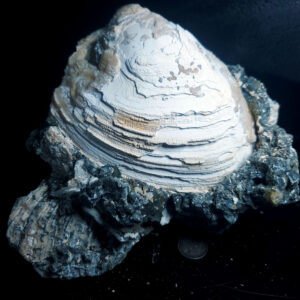 UV Reactive Fossilized Clamshell specimen Q