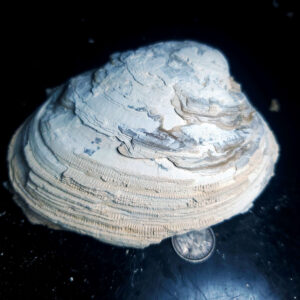 UV Reactive Fossilized Clamshell specimen S