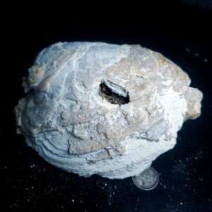 UV Reactive Fossilized Clamshell specimen T